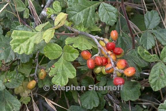 rhus aromatica 8 graphic